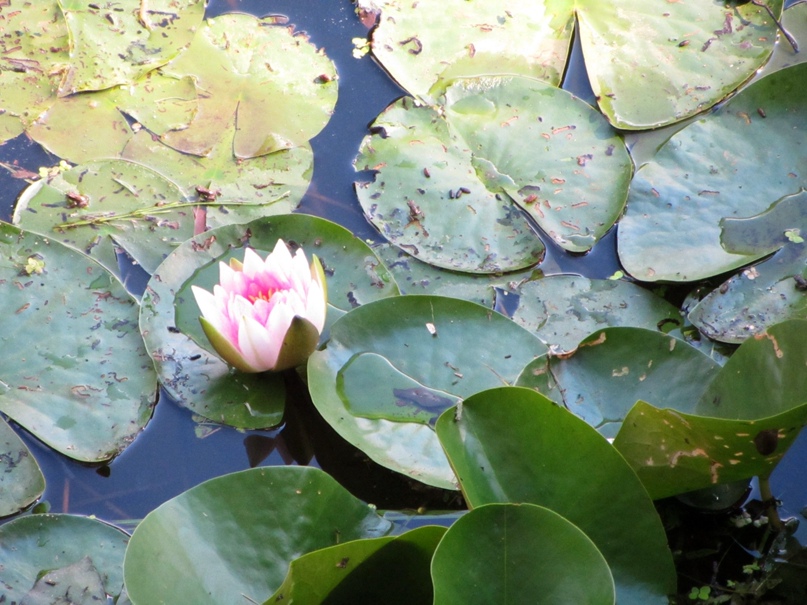 Игорь Шевцов ГАРРИ!!! | Запорожье