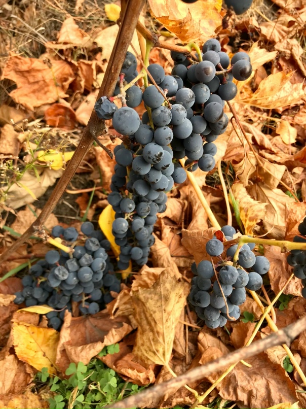 Алексей Максимов | Воронеж