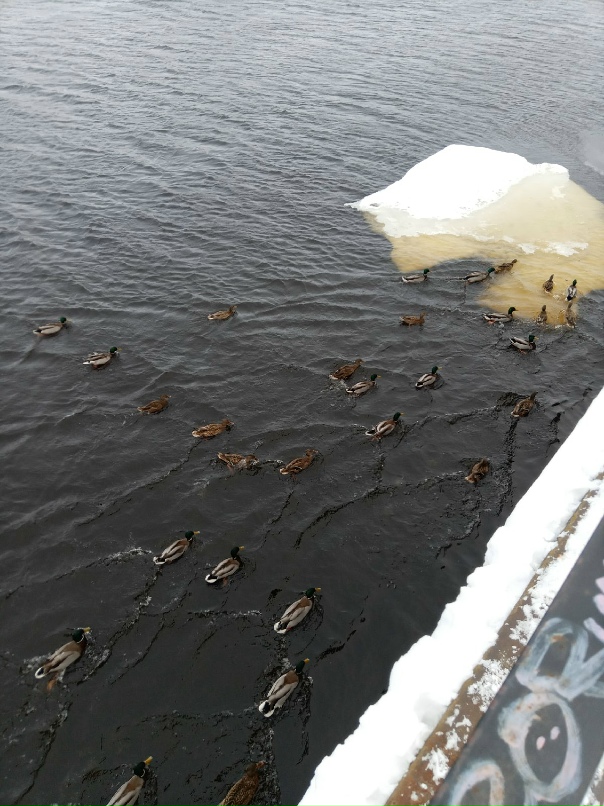 Алексей Потехин | Санкт-Петербург
