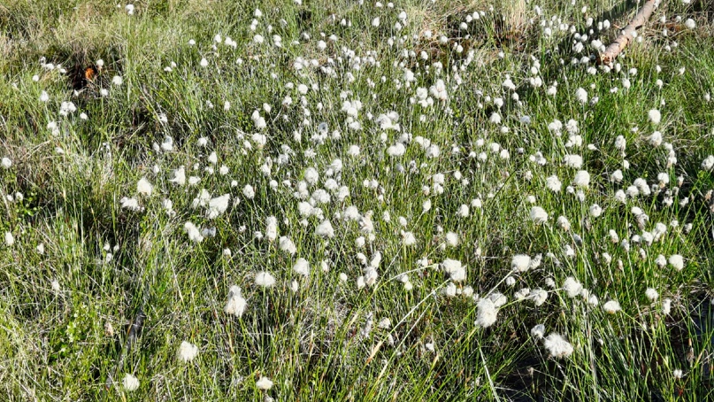 Елена Епанчинцева | Санкт-Петербург
