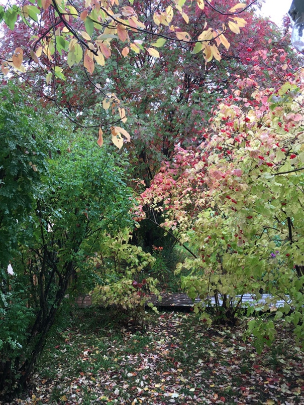 Светлана Ордина | Архангельск