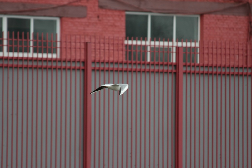 Владимир Алпатов | Тула