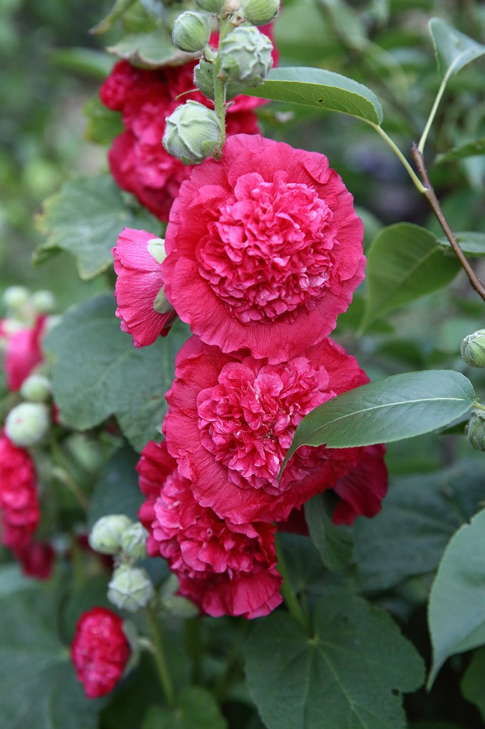 Анна Glushenkova | Санкт-Петербург