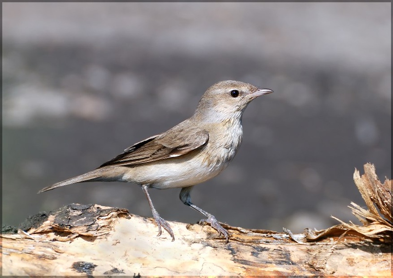 Аня Викторова | Череповец