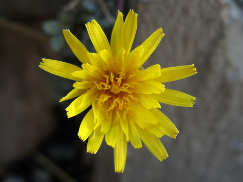 Юлия Катренко |