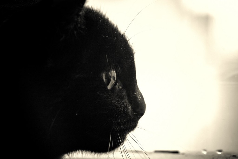 Мистер Гаррисон | Москва