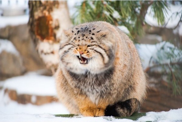 Марина Свинцова | Пермь