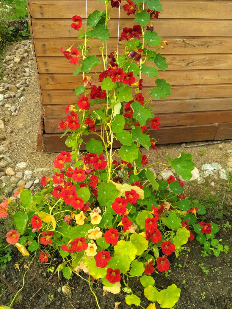 Галина Баранова | Санкт-Петербург