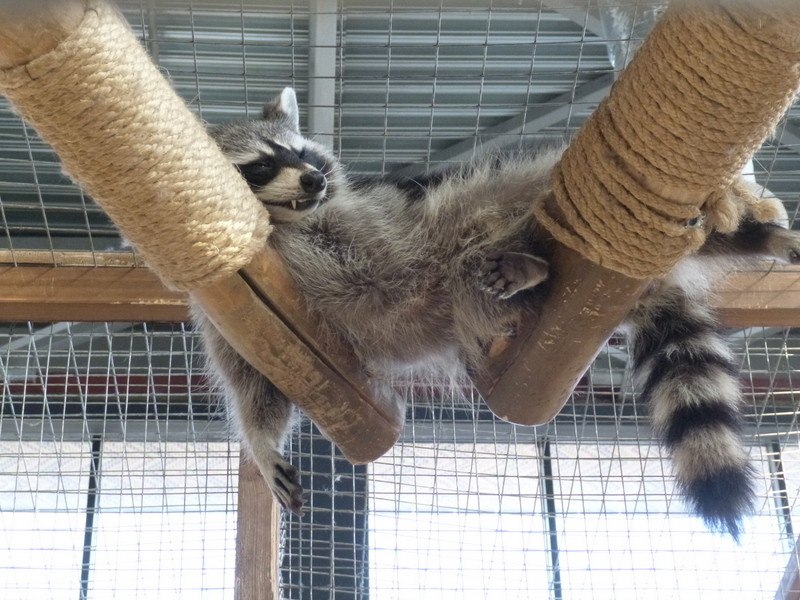 Елена Пушкова | Самара