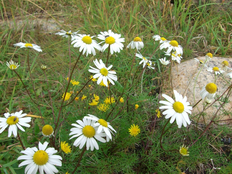 Роман Докучаев | Санкт-Петербург