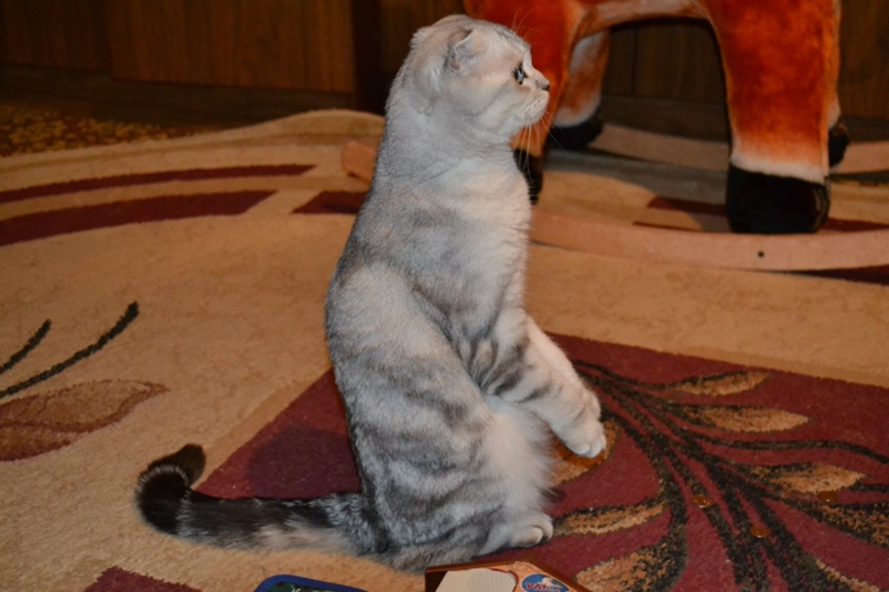 Юлия Волкова | Саранск