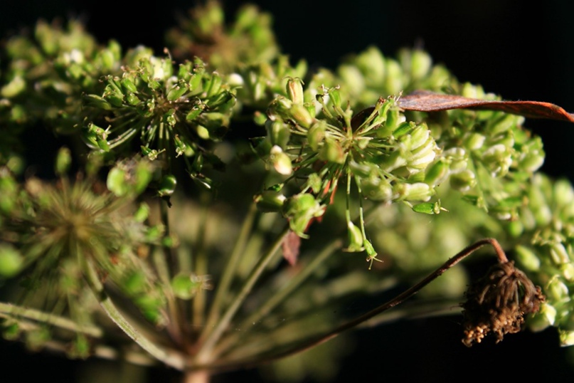 Евгения Салютина | Москва