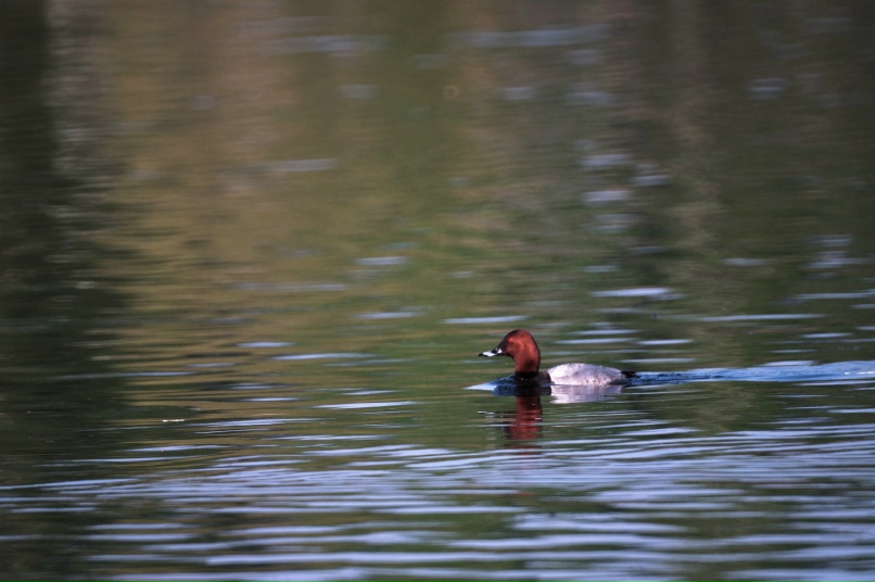 Тимур Сафин | Магнитогорск