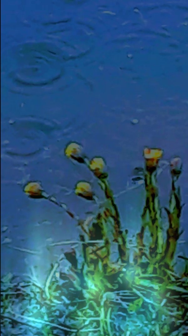 Юлия Волкова |