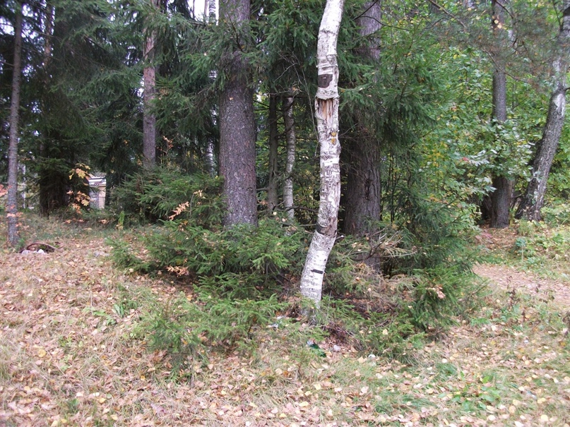 Илья Демиденко | Вырица