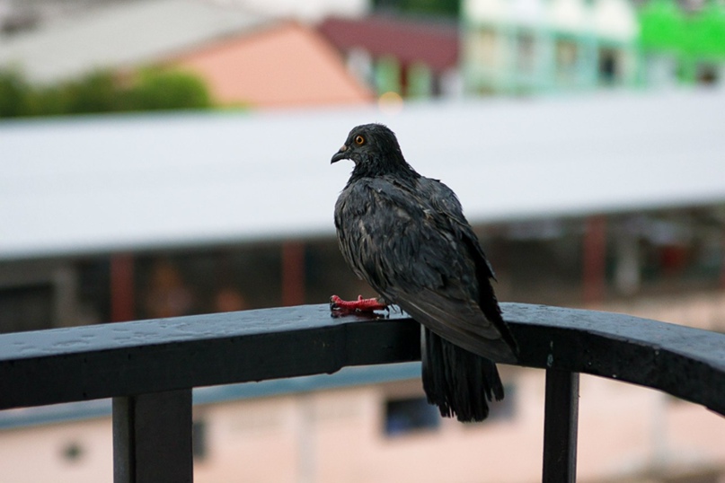 Ольга Хурсан | Уфа