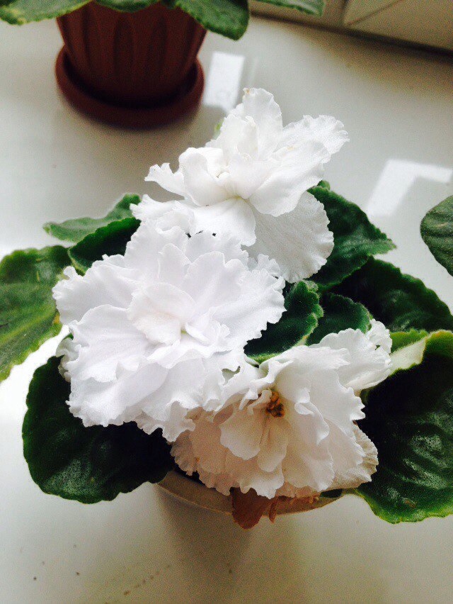 Юлия Мягкова | Боровичи