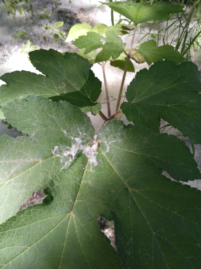 Оксана Плашенкова | Омск