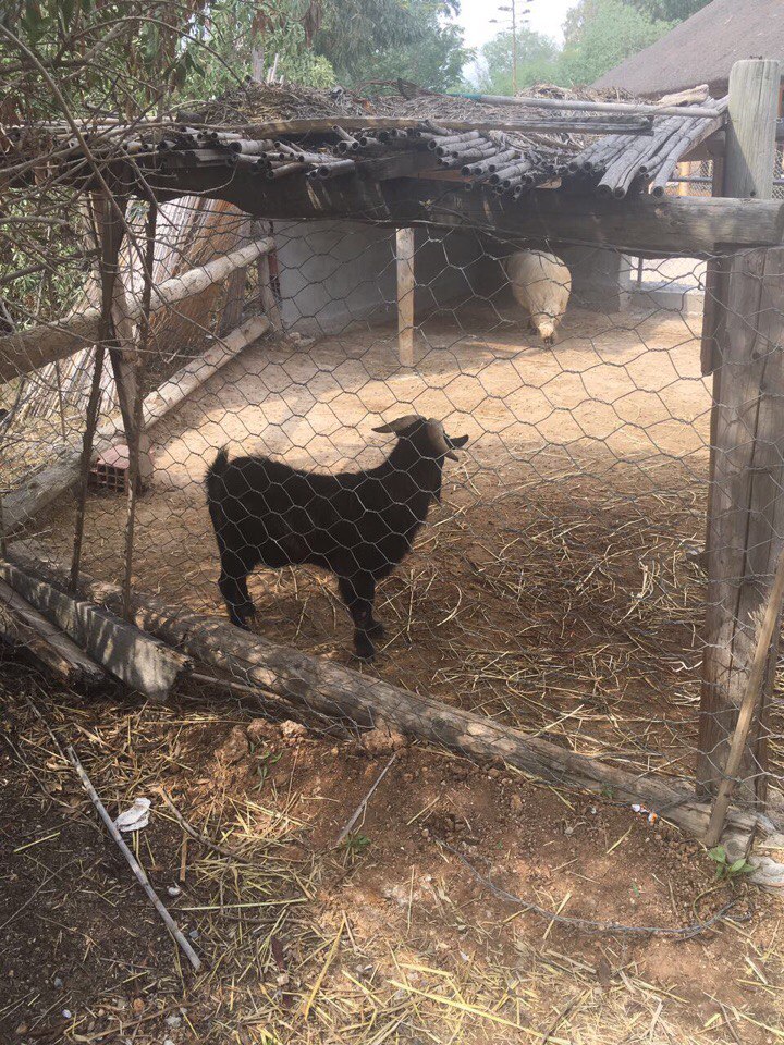 Артур Карапетян Пирожков | Санкт-Петербург