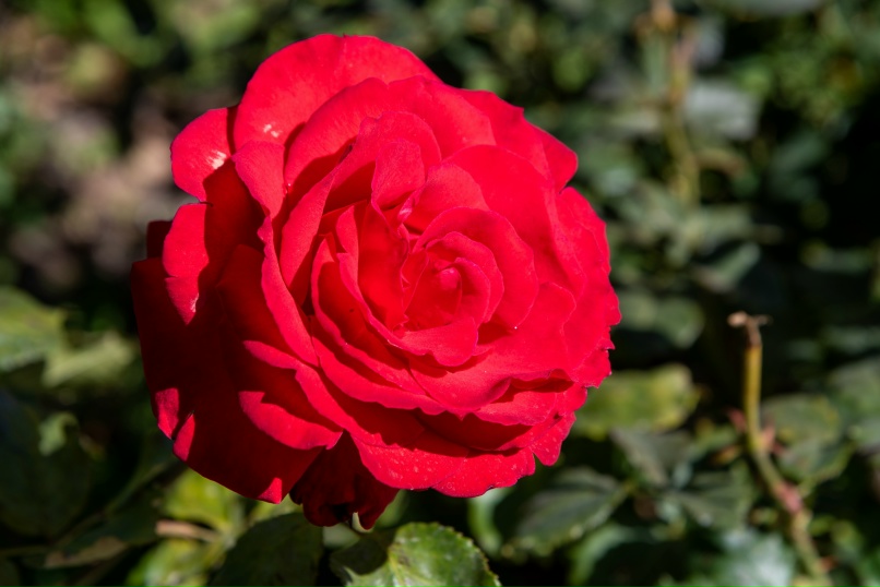 Валерия Бондаренко | Новосибирск