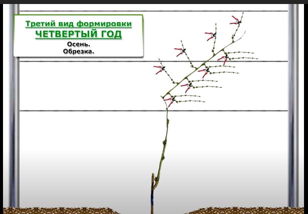 Виктория Долженко | Донецк