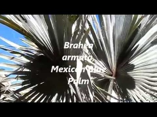 Экзотические деревья, жакаранда, магнолия, юкка, Mexican Blue Palm, Brahea Armata, 15/02/2018