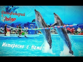Шоу дельфинов и морских котиков целиком. Дельфинарий Оскар г. Трускавец.