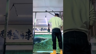 For Pirarucu, a  was fed #shorts #arapaima #shortsfeed #viralshort #ytshort #monsterfish #viral
