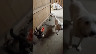 Коза которая понимает с полуслова