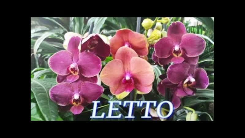 532, СВЕЖИЕ, красавицы ОРХТДЕИ в с, ц LETTO на