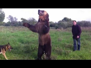 Приручил собаку, приручил коня, а чем тебе медведь не домашнее животное)