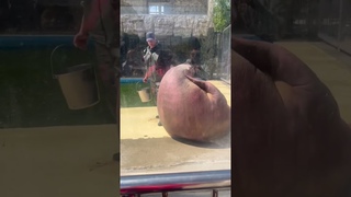 Выступление НАРОДНОГО артиста САЛТАНА! #морж