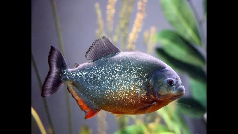 Как Я Кормлю Пираний. Голодные и Красивые. How do I feed the Piranhas.