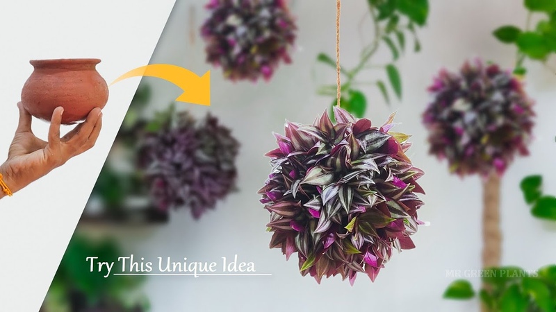Taking Your Hanging Ball Plants to the Next Level with Creative Displays, , MR GREEN