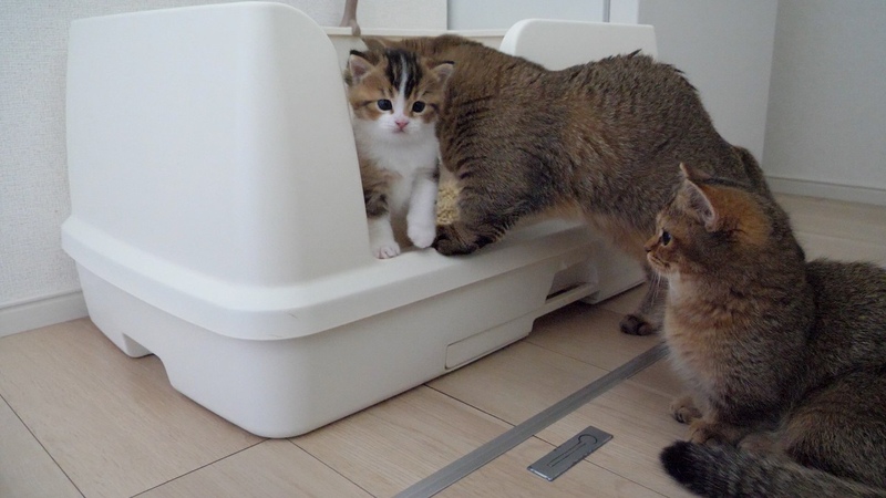 Cats Kiki and Charo waiting their turn to go to the bathroom