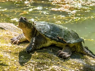Каймановая Черепаха #2 Содержание common snapping turtle