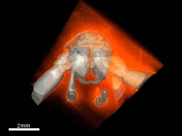 Huntsman Spider in Baltic Amber Imaged Using Phase Contrast X Ray