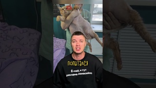 Кот Крошик. Пострадавший От Любви 🥲