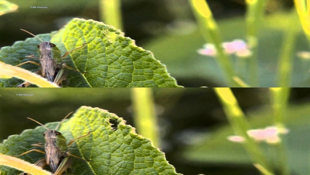 3 D video Top Bottom, The Green Planet Bugs World (short