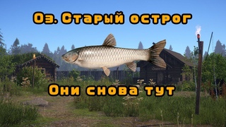 🛑СТРИМ\В НАДЕЖДЕ ПОЙМАТЬ ЧЕРНОГО АМУРА\Оз. СТАРЫЙ ОСТРОГ \РР4\Русская рыбалка 4