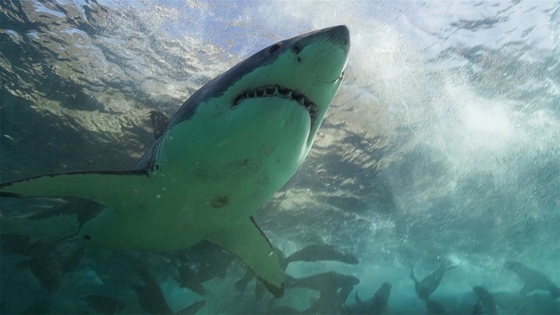Sharks vs Seals, Planet Earth III, BBC