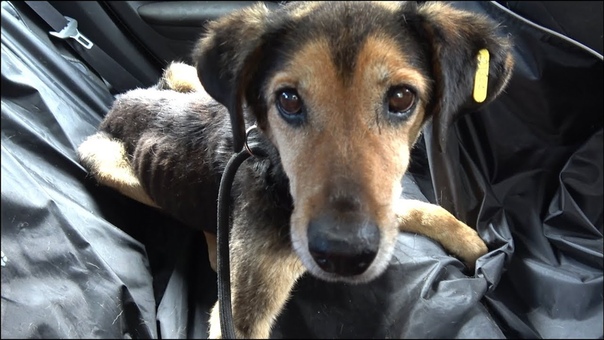 Rescue Of An Old Dog Who Waited 8 Years To Be