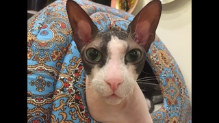 Сфинкс - кот Яша. Играет с новой когтеточкой.